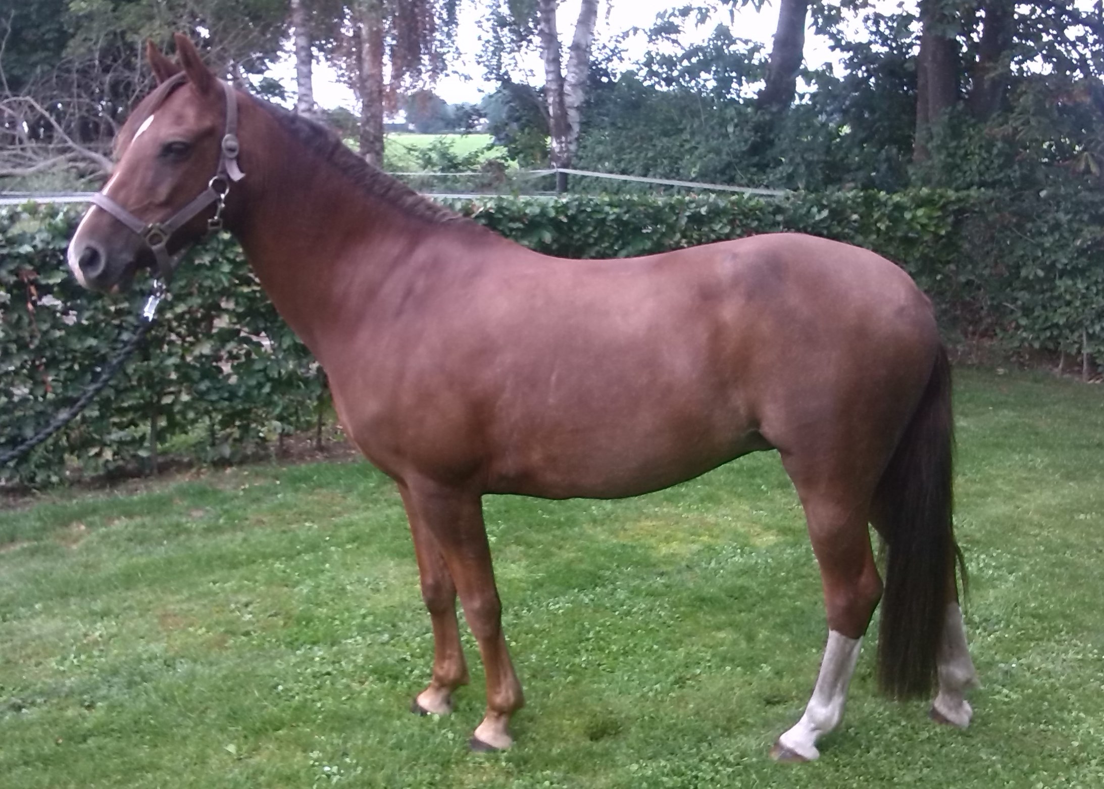 Welsh pony Suus manege Nijmegen Groesbeek Malden Mook